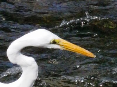 ダイサギの両眼視