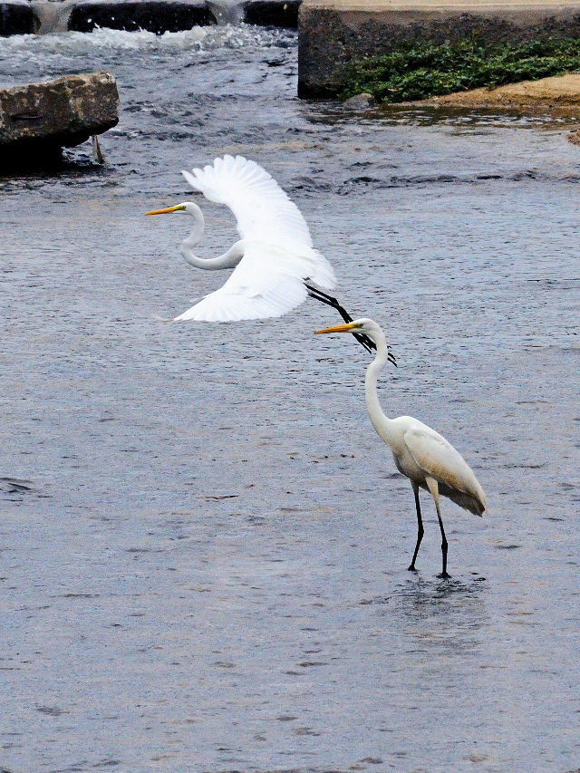 ダイサギの子別れ (7態-4) 淀川左岸 枚方市< 2016/10/23 Photo by Kohyuh ダイサギの子別れ (7態-4) 淀川左岸 枚方市< 2016/10/23 Photo by Kohyuh