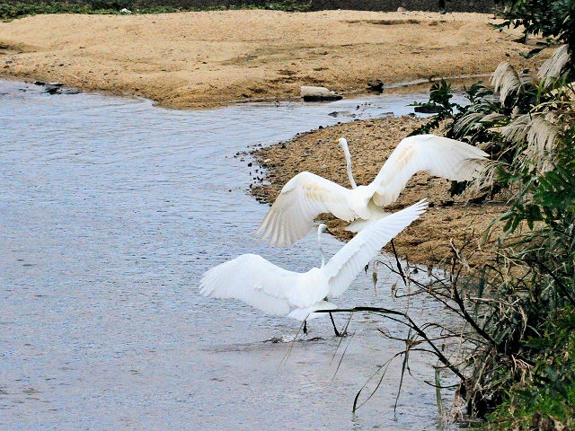 ダイサギの子別れ (7態-5) 淀川左岸 枚方市< 2016/10/23 Photo by Kohyuh ダイサギの子別れ (7態-5) 淀川左岸 枚方市< 2016/10/23 Photo by Kohyuh