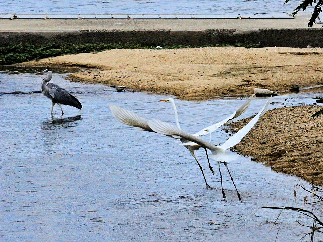 ダイサギの子別れ (7態-6) 淀川左岸 枚方市< 2016/10/23 Photo by Kohyuh ダイサギの子別れ (7態-6) 淀川左岸 枚方市< 2016/10/23 Photo by Kohyuh