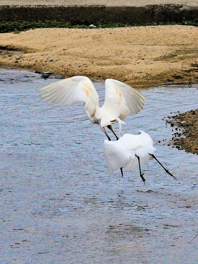 ダイサギの子別れ (7態-7) 淀川左岸 枚方市< 2016/10/23 Photo by Kohyuh ダイサギの子別れ (7態-7) 淀川左岸 枚方市< 2016/10/23 Photo by Kohyuh