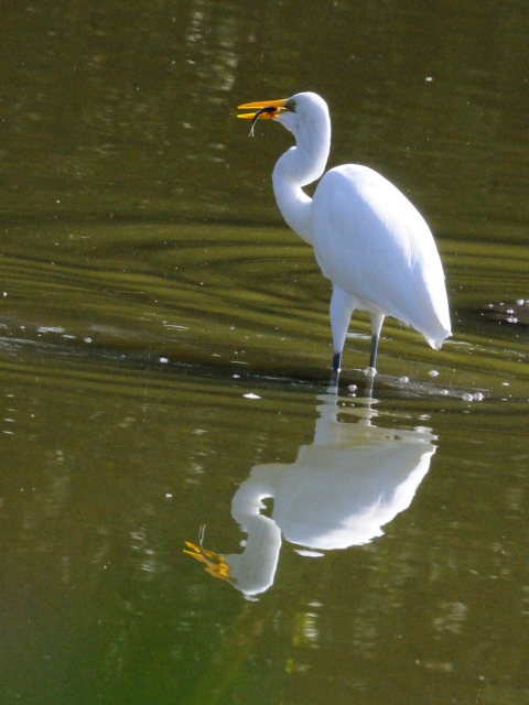 ③ ダイサギ　成鳥　水上池　奈良市　2011/11/12　Photo by Kohyuh