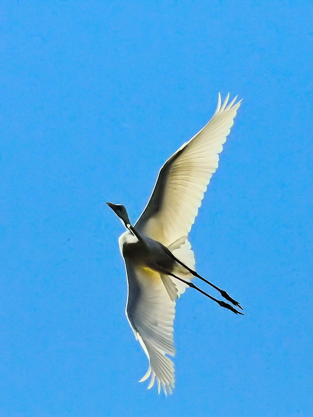 ダイサギ　防賀川　八幡市　2015/11/12　Photo by Kohyuh