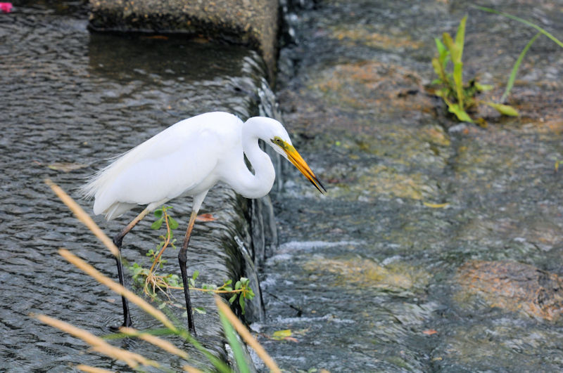 _CTM  ĉHiHHj@D@s@2020/06/14@Photo by Kohyuh