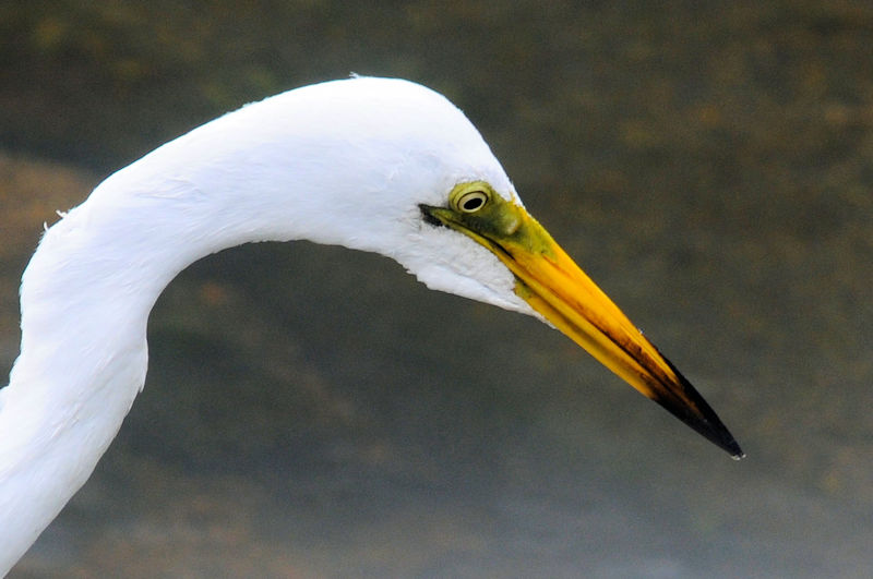 _CTM  ĉHiHHj@D@s@2020/06/14@Photo by Kohyuh