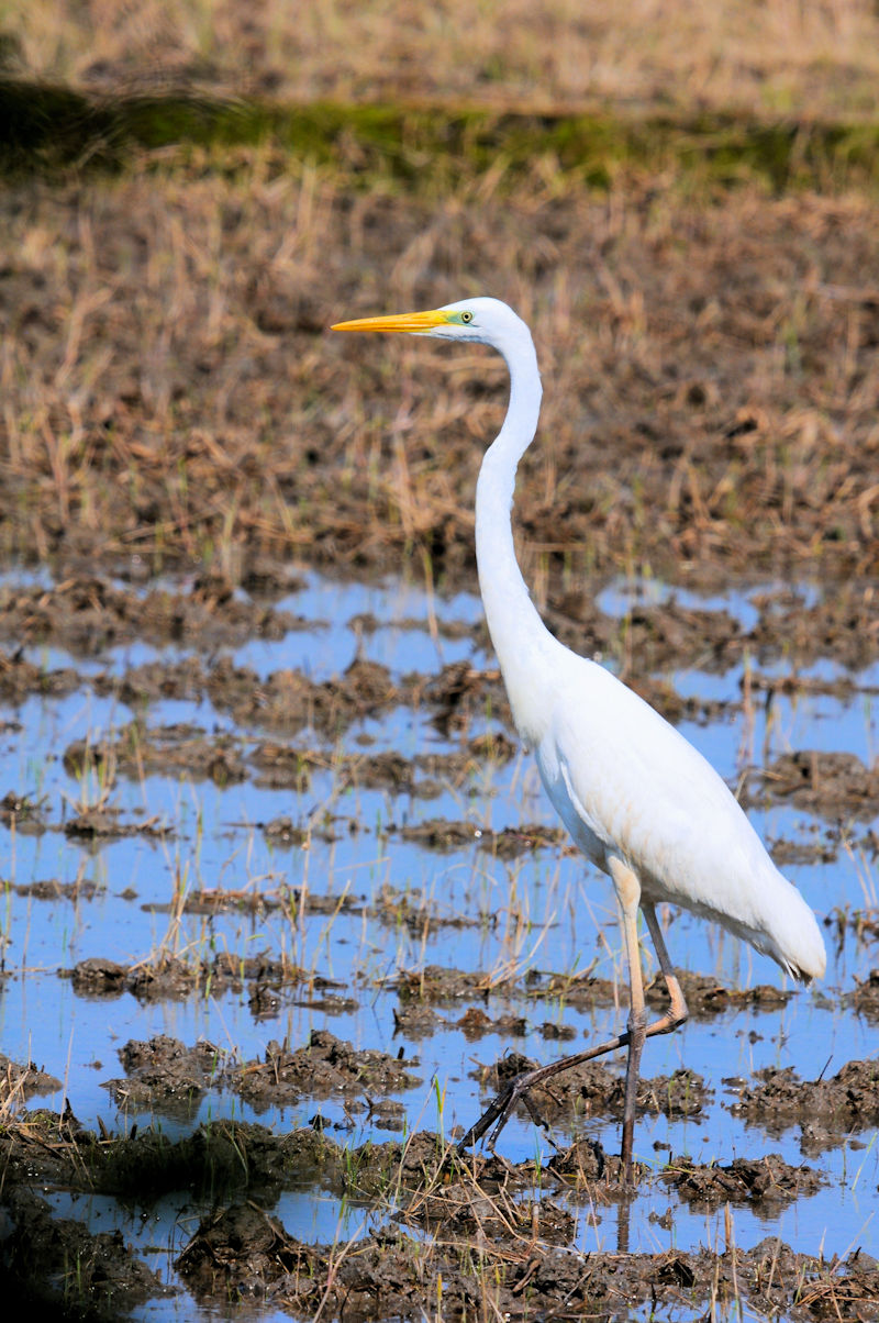 _CTM ᒹ@J@s@2021/05/25@Photo by Kohyuh