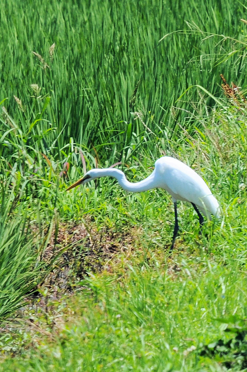 _CTM@ᒹ@J@s@2022/07/24@Photo by Kohyuh