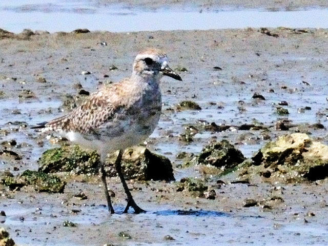 @ _C[@@~H@썶݁@s@2010/04/28@Photo by Kohyuh