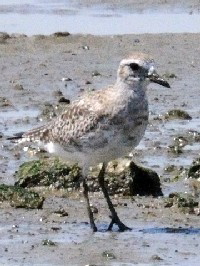 s_C[t@ʐ^̓NbNŊg傷