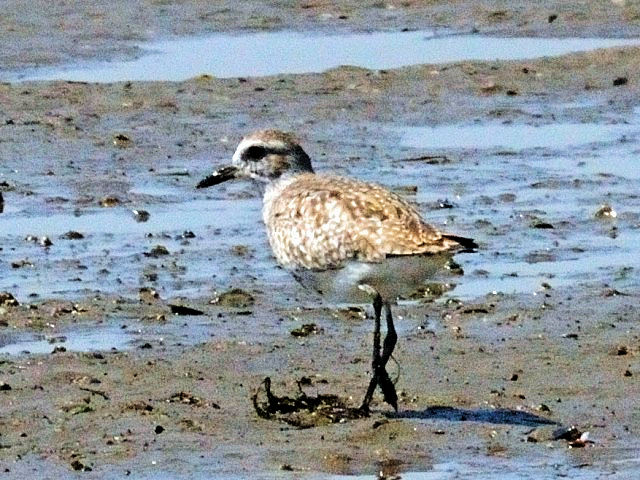 A _C[@@~H@썶݁@s@2010/04/28@Photo by Kohyuh