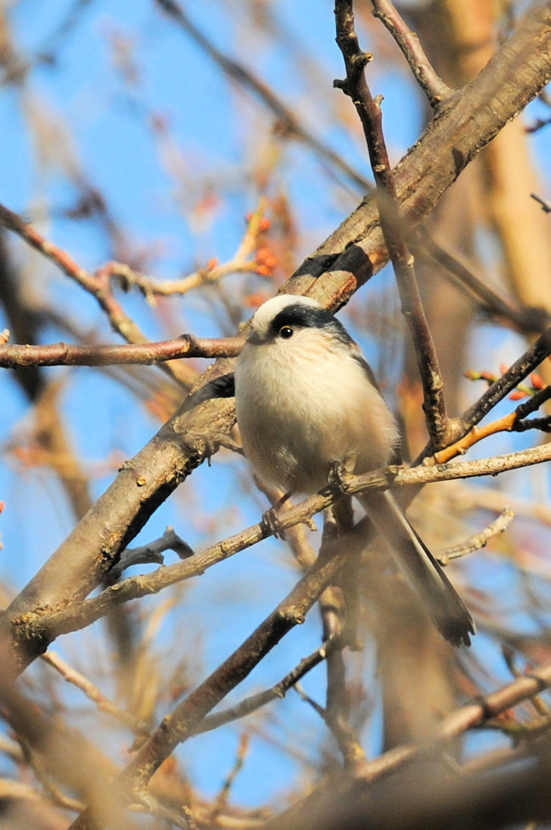 GiK @jR@s@2020/12/11@Photo by Kohyuh