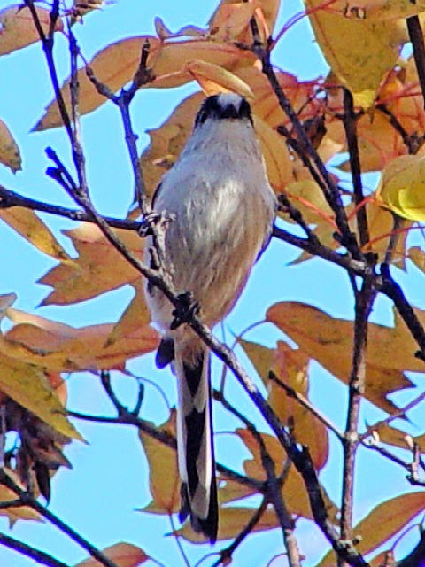 C GiK ij@@s@@2004/11/26@Photo by Kohyuh