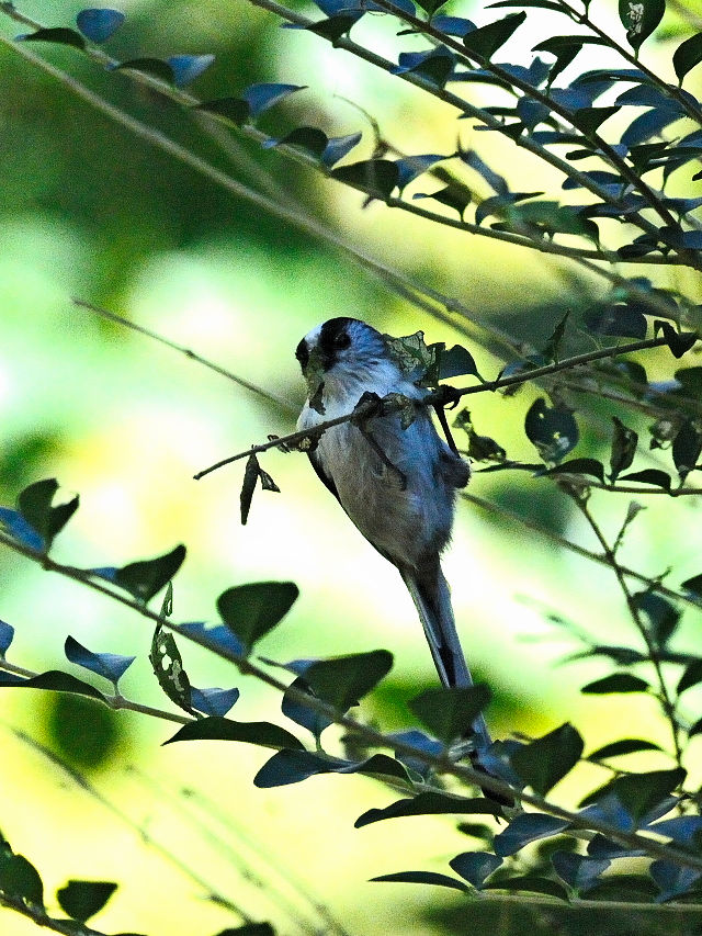 GiK@@iR-1j@jR@s@2014/10/24@Photo by Kohyuh