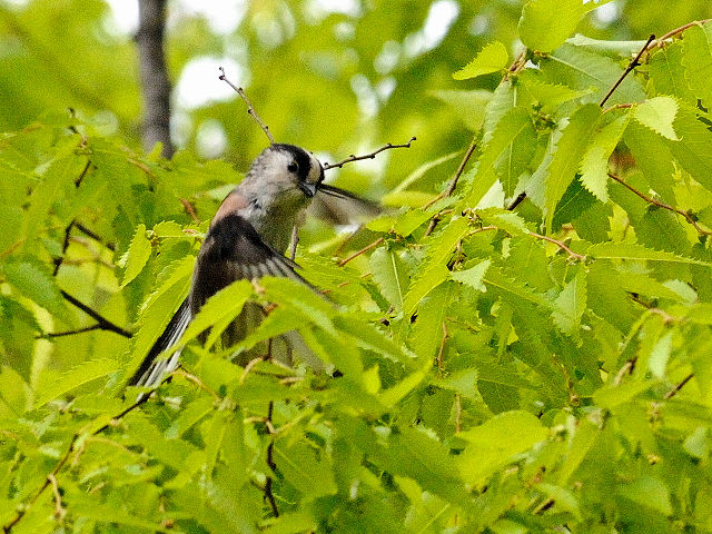 GiK@@k@s@2016/04/18@Photo by Kohyuh