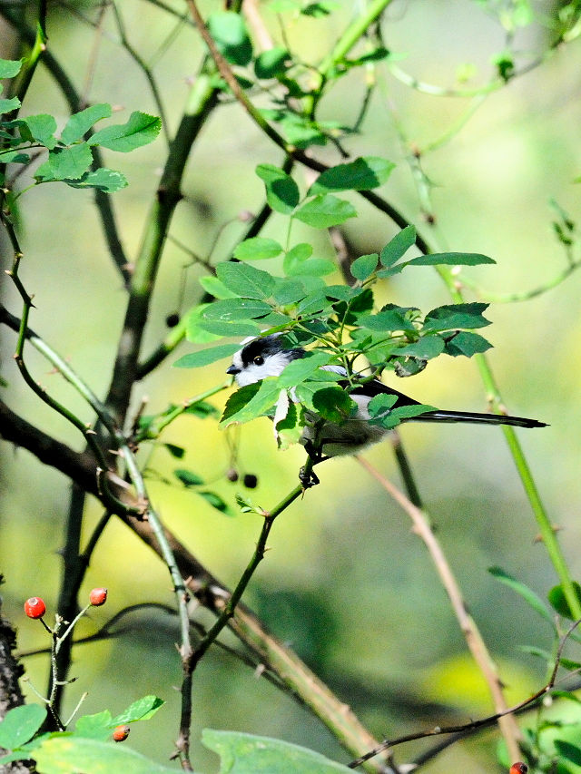 GiK@@k@s@2016/12/02@Photo by Kohyuh