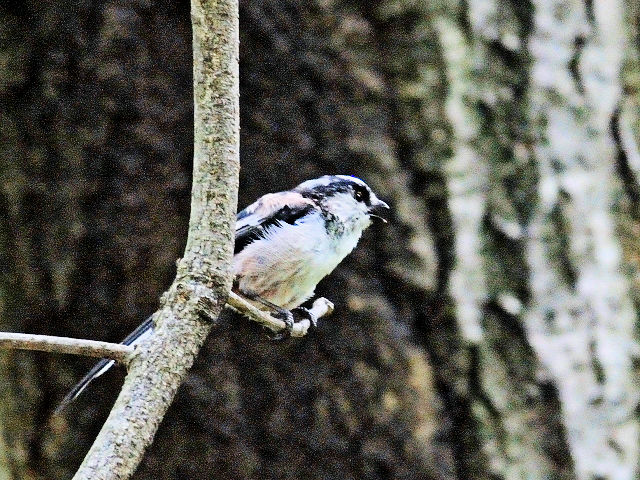 ② エナガ　成鳥　山田池　枚方市　2011/08/24　Photo by Kohyuh