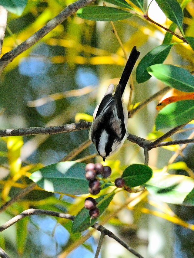 GiK@@iR-2j@jR@s@2014/10/24@Photo by Kohyuh