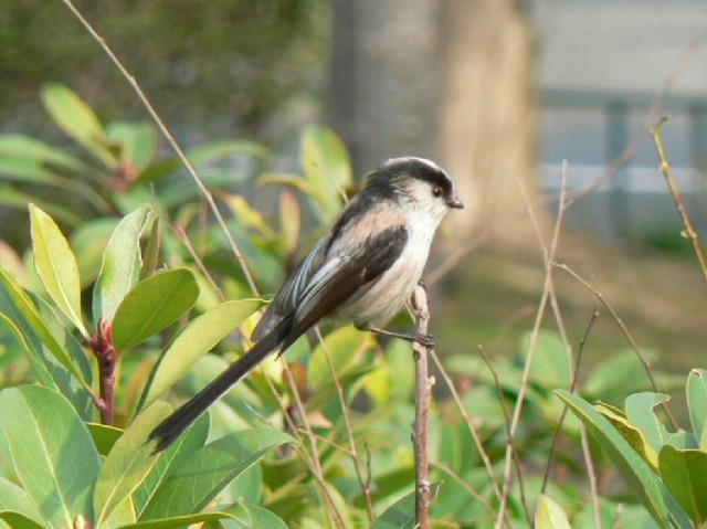 @ GiK@s@@2006/03/09@Photo by Takase