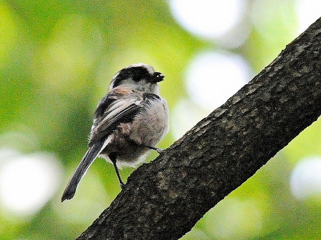 ③ エナガ　成鳥　山田池　枚方市　2011/08/24　Photo by Kohyuh