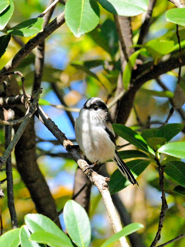 GiK@@iR-3j@jR@s@2014/10/24@Photo by Kohyuh