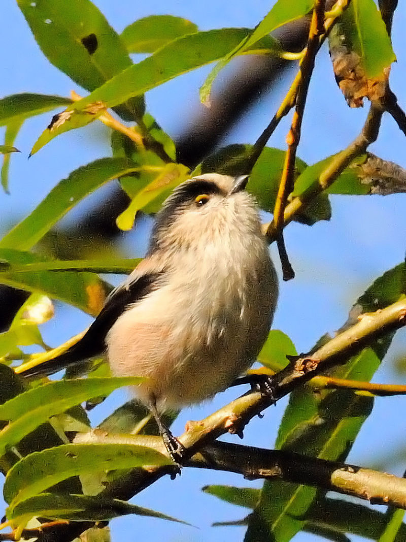 GiKij@썶݁@s@2016/12/03@Photo by Kohyuh