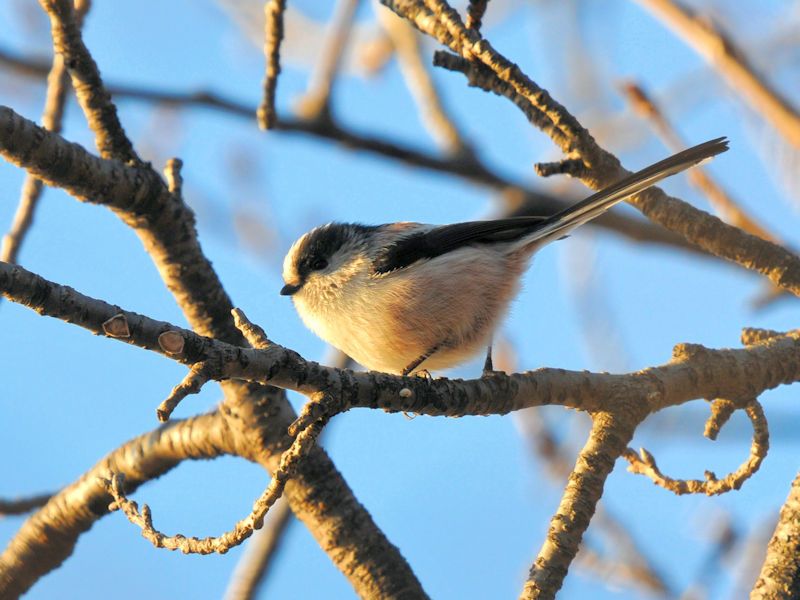 GiK @@s@2022/01/08@Photo by Kohyuh