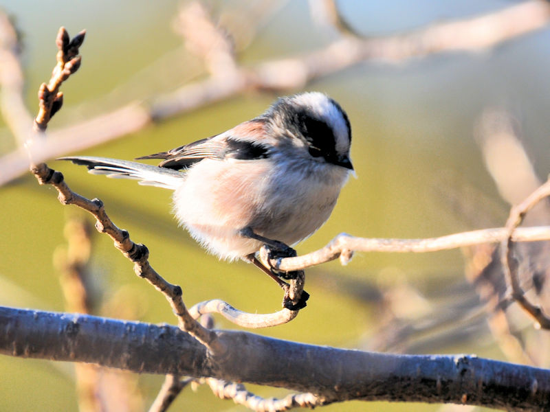 GiK @@s@2022/01/08@Photo by Kohyuh