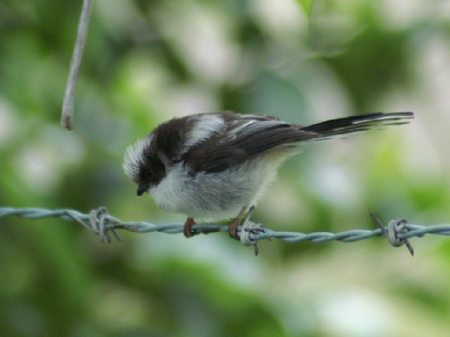 A GiK iᒹj@@s@@2006/05/15@Photo by Siba