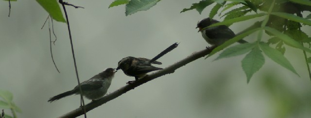 B GiK ieqj@@s@@2006/05/15@Photo by Siba