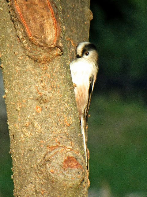 D GiK@@s@Rcr@2009/10/18@Photo by Kohyuh