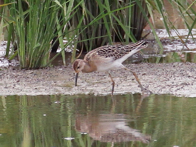 エリマキシギ　幼鳥　（４態-1）　巨椋干拓田　2014/09/18　Photo by Manda