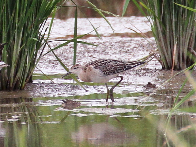 エリマキシギ　幼鳥　（４態-2）　巨椋干拓田　2014/09/18　Photo by Manda
