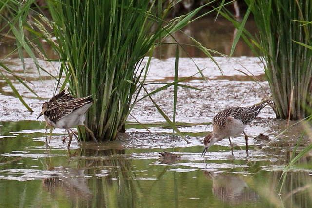 エリマキシギ　幼鳥　（４態-3）　巨椋干拓田　2014/09/18　Photo by Manda