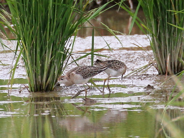 エリマキシギ　幼鳥　（４態-4）　巨椋干拓田　2014/09/18　Photo by Manda
