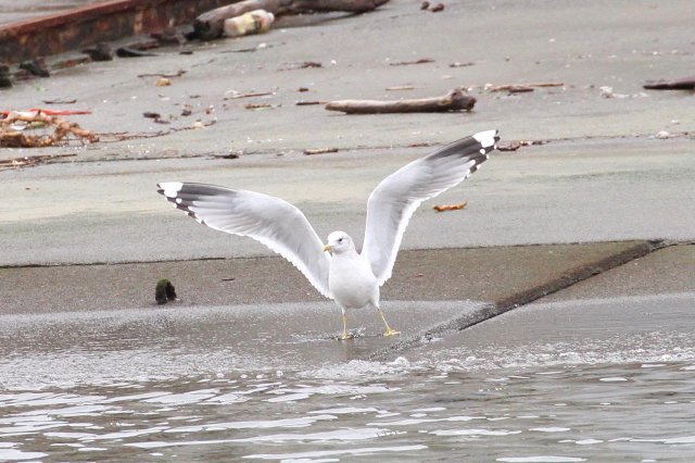 B J@@l`@䌧@2014/01/23@Photo by Manda