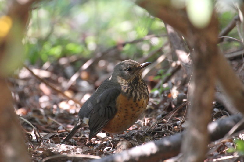 JAJn iQ-1j@@Βn@2017/02/16@ Photo by Manda@iʐ^񋟁F@ݓcj