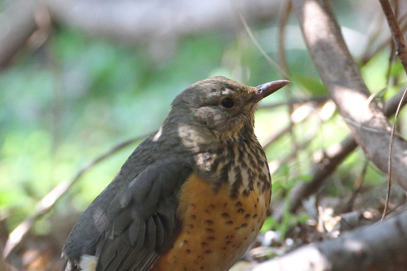 JAJn iQ-2j@@Βn@2017/02/16@ Photo by Manda@iʐ^񋟁F@ݓcj