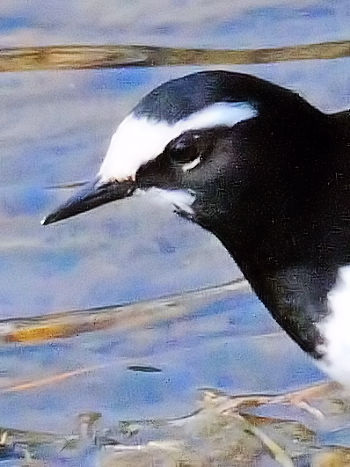 セグロセキレイの白いアイライン