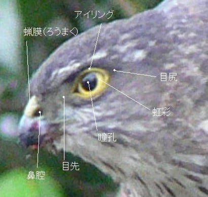 タカの頭部の名称