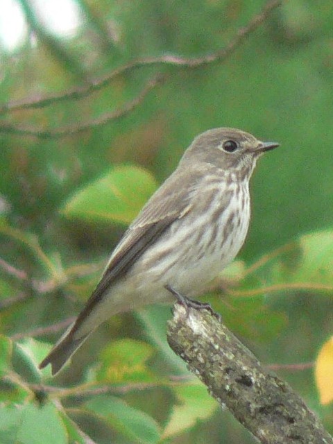 @ G]r^L@@s@@2006/10/06@Photo by Takase