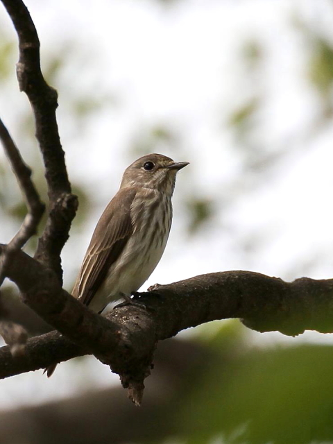 B G]r^L@@s@@2013/10/04@Photo by Manda@iʐ^B񋟁F@ݓcj