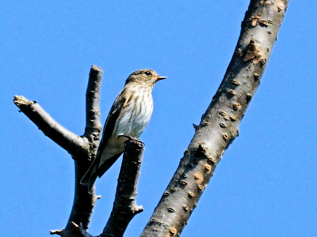 ④ エゾビタキ　成鳥　くろんど池　交野市　2012/10/16　Photo by Kohyuh