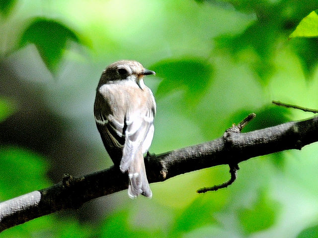 ② エゾビタキ　成鳥　大阪城公園　大阪市　2012/09/19　Photo by Kohyuh