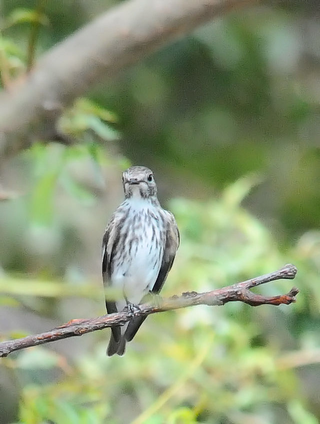 G]r^L  iR-1j@썶݁@ 2018/09/23@Photo by Kohyuh