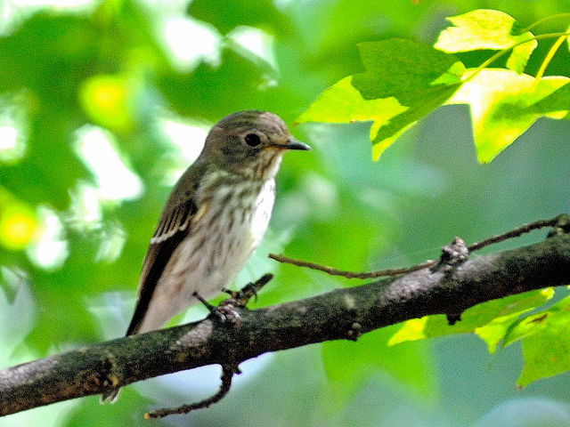 ③ エゾビタキ　成鳥　大阪城公園　大阪市　2012/09/19　Photo by Kohyuh