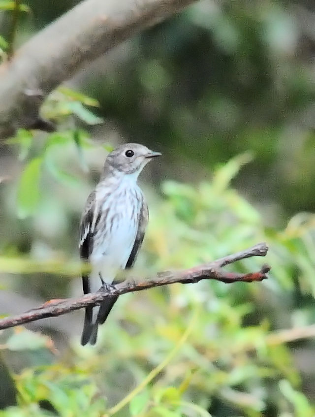 G]r^L  iR-3j@썶݁@ 2018/09/23@Photo by Kohyuh