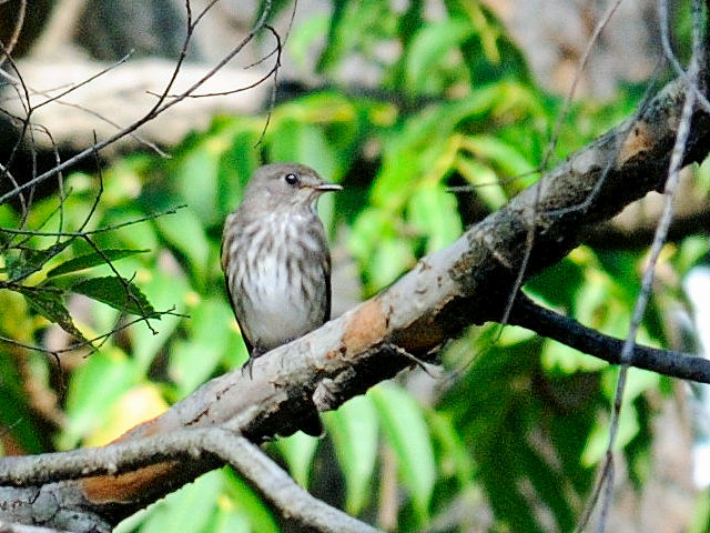 ① エゾビタキ　成鳥　大阪城公園　大阪市　2012/09/19　Photo by Kohyuh