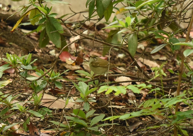 エゾムシクイ　（３態-1）　成鳥　大阪城公園　2016/04/29　Photo by Hayashi