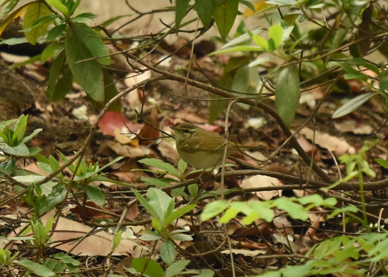 エゾムシクイ　（３態-2）　成鳥　大阪城公園　2016/04/29　Photo by Hayashi