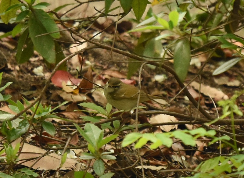 エゾムシクイ　（３態-3）　成鳥　大阪城公園　2016/04/29　Photo by Hayashi
